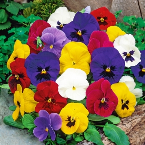 Pansy Swiss Giant Mixed Winter Flower Seeds