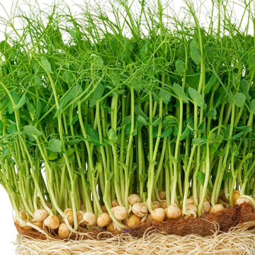 Organic Peas Green Shoots Leaf Microgreens Seeds