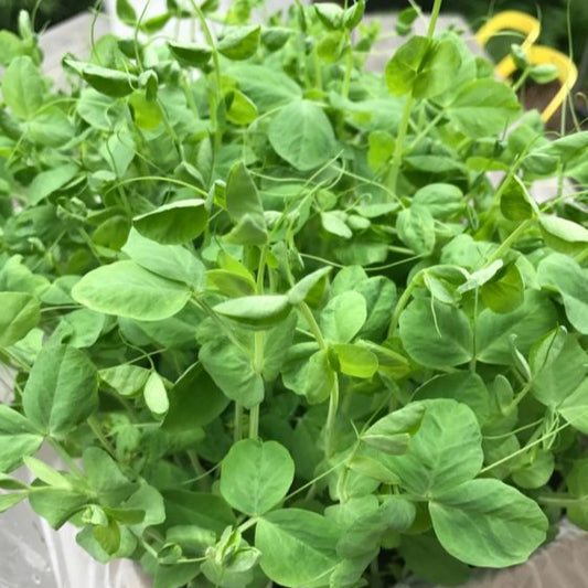 Snow Dwarf Green Shoots Leaf Microgreens Seeds