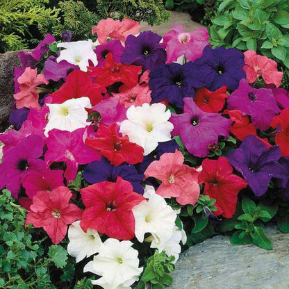 Petunia Grandiflora Mixed Winter Flower Seeds