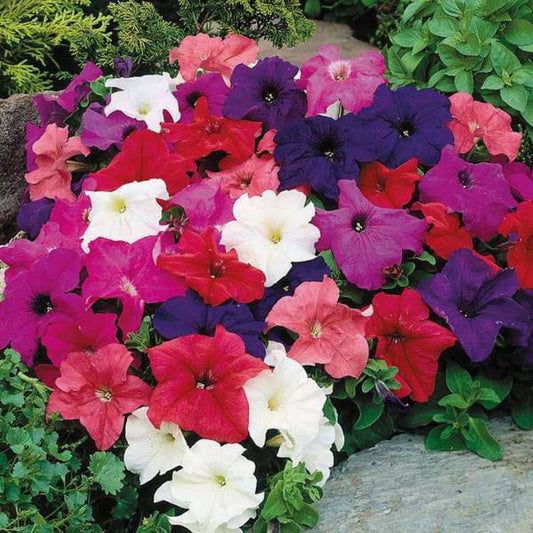 Petunia Grandiflora Mixed Winter Flower Seeds