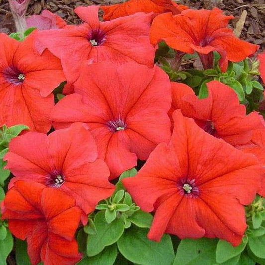 Petunia Grandiflora Red Winter Flower Seeds