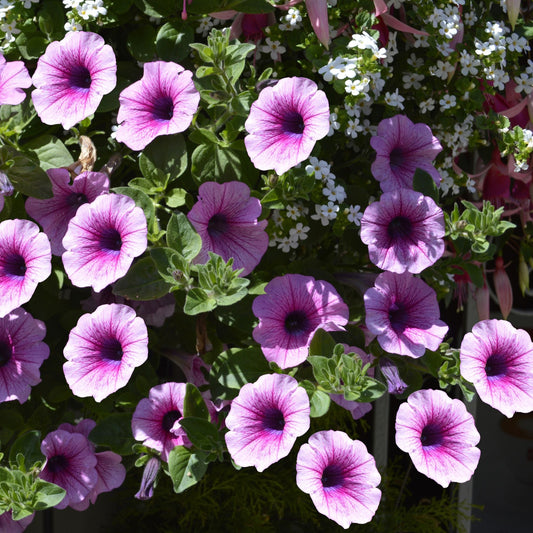 Petunia Grandiflora Purple Winter Flower Seeds