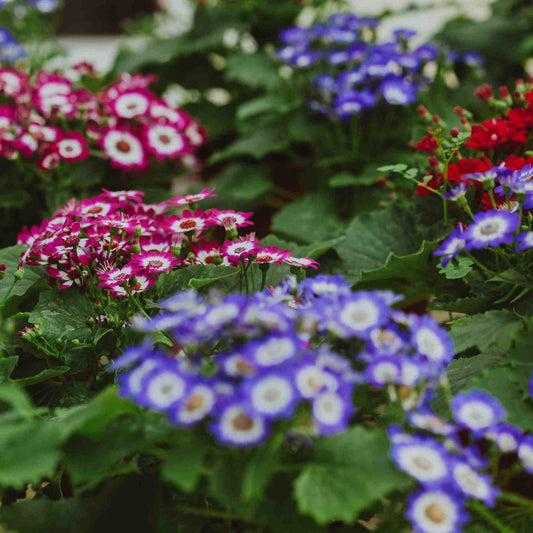 Cineraria Mixed Winter Flower Seeds