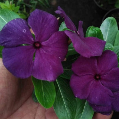 Vinca F1 Nana Black Purple Summer Flower Seeds
