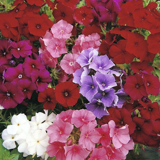 Phlox Beauty Mixed Winter Flower Seeds