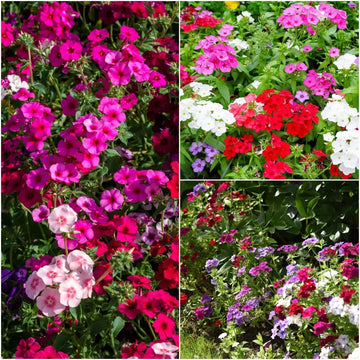 Phlox Beauty Mixed Winter Flower Seeds
