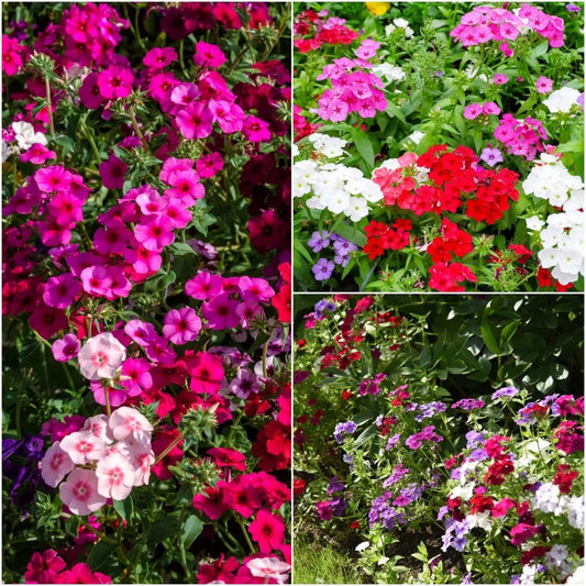 Phlox Beauty Mixed Winter Flower Seeds