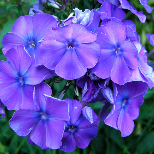 Phlox Beauty Blue Winter Flower Seeds