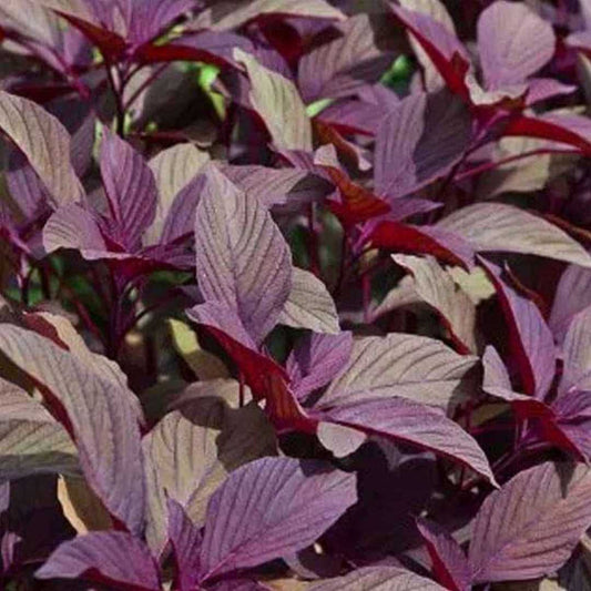 Amaranthus Red Choulai Jewel Vegetable Seeds