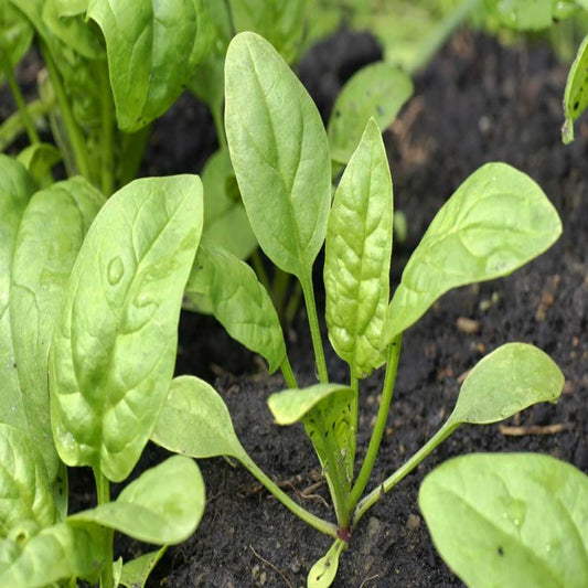 Baby Spinach Microgreens Seeds