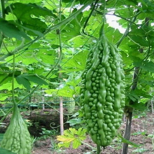 Bittergourd F1 Nastya Vegetable Seeds