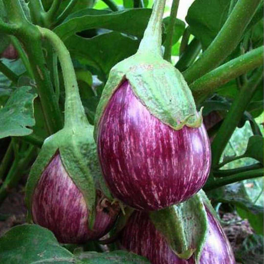 Brinjal-Eggplant F1 CYK MK 124 Majrikatti Type Vegetable Seeds