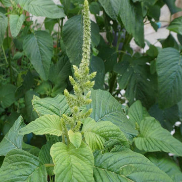Amaranthus Viridis Green Summer Flower Seeds