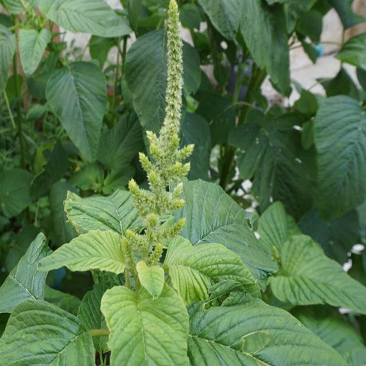 Amaranthus Viridis Green Summer Flower Seeds