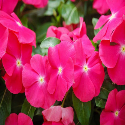 Vinca F1 Nana Rose Summer Flower Seeds