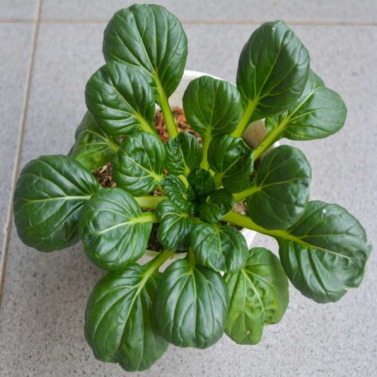 TAT SOI Green Microgreens Seeds