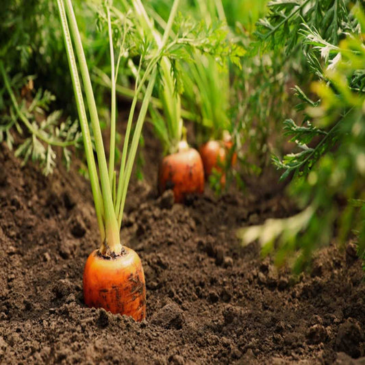 Carrot Green Leaf Microgreens Seeds - Grow Fresh & Nutritious Microgreens at Home