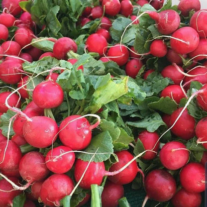 Round Scarlet Globe Radish – Fresh, Crisp, and Flavorful Exotic Vegetable Seeds