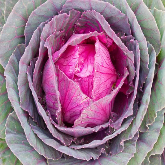 Imported Red Cabbage - Fresh & Crisp, Ideal for Salads and Cooking