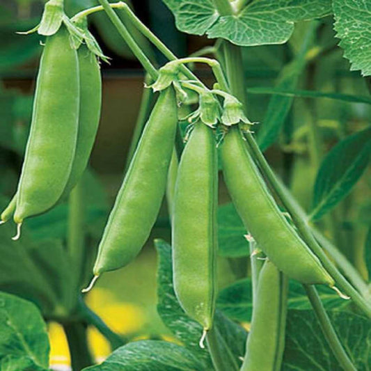 Imported Sugar Peas & Snow Peas – Fresh, Crisp, and Healthy Exotic Vegetable Seeds