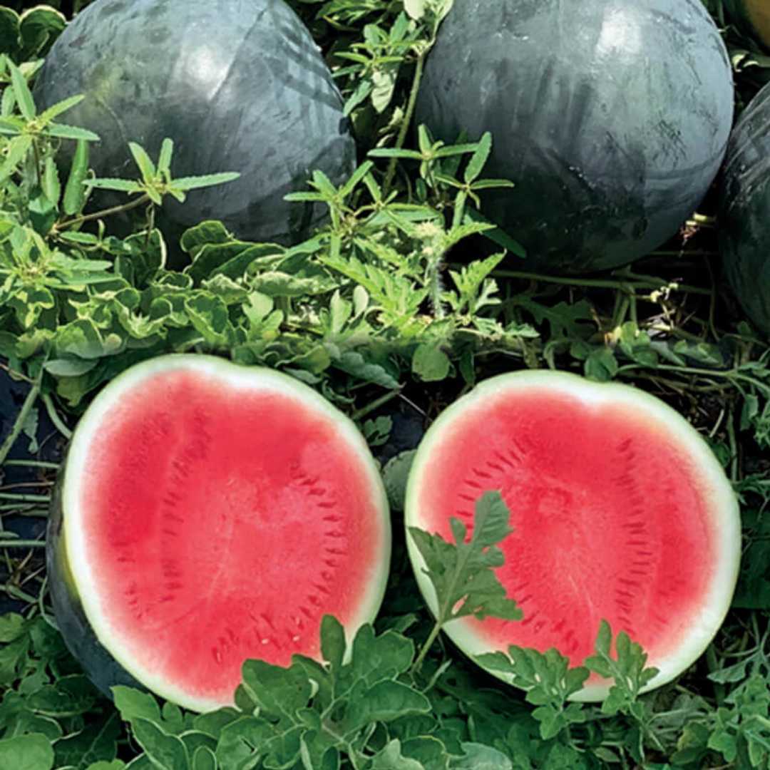 Watermelon F1 Arya 114 Black Round Vegetable Seeds