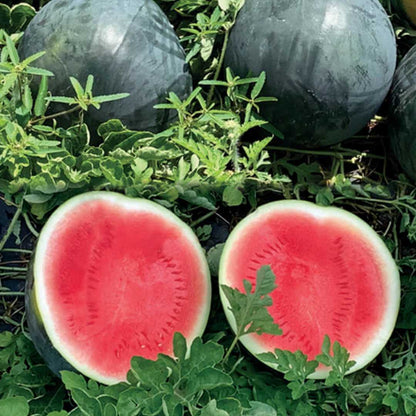 Watermelon F1 Arya 114 Black Round Vegetable Seeds