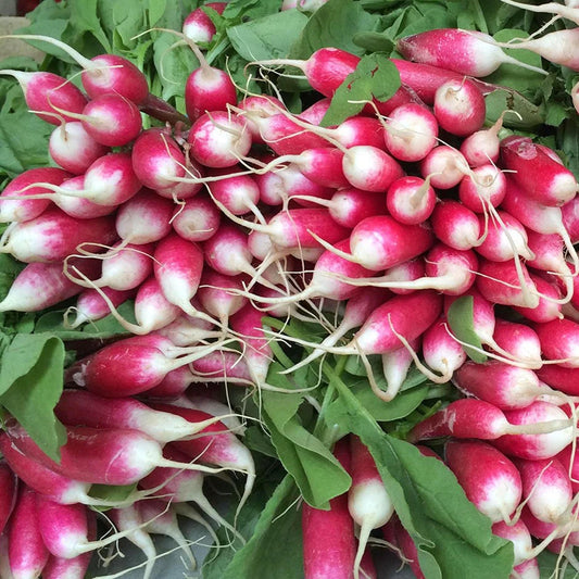 Radish Half Red & White  Vegetable Seeds