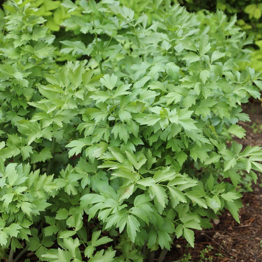 Lovage - Premium Imported Herb Seeds