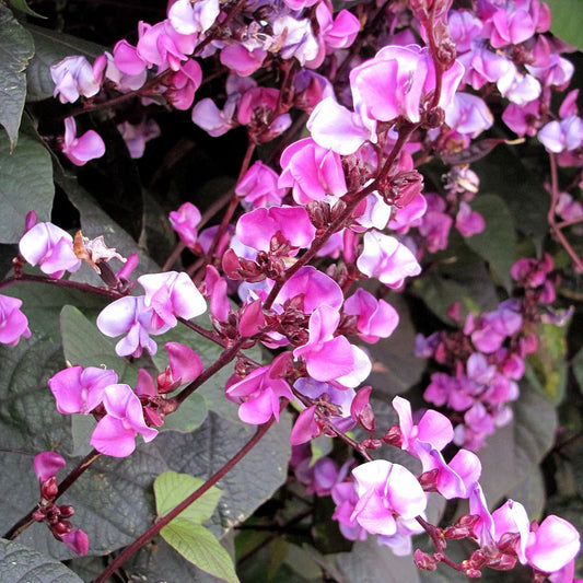 Dolichos Edible Flower Seeds