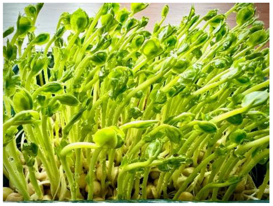 Arugula Rocket Microgreens Seeds – Common Leaf Variety for Sprouting