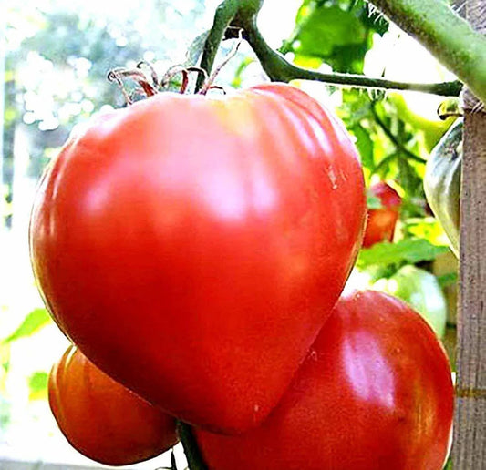 Tomato Heirloom Oxheart Vegetable Seeds