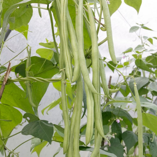Pole Beans Selection Amira Vegetable Seeds