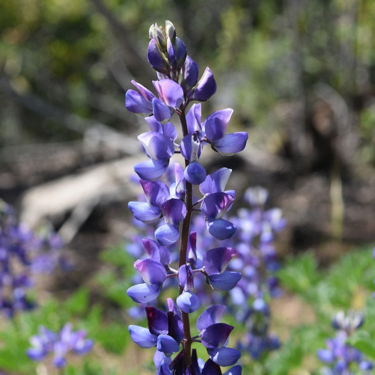 Lupine Flower Seeds – Vibrant & Easy-to-Grow Perennials for Your Garden