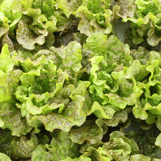 Prize Head Leaf Microgreens Seeds - Fresh, Nutritious Lettuce Salad Starter