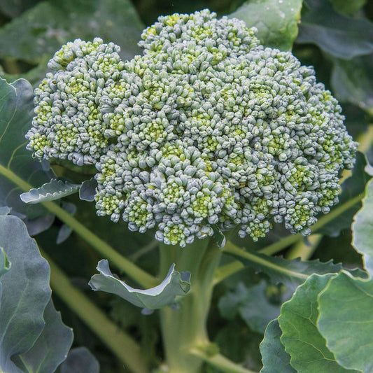 Broccoli FL HYB Anastasia – Premium Hybrid Fresh Broccoli for Your Kitchen Exotic Vegetable Seeds