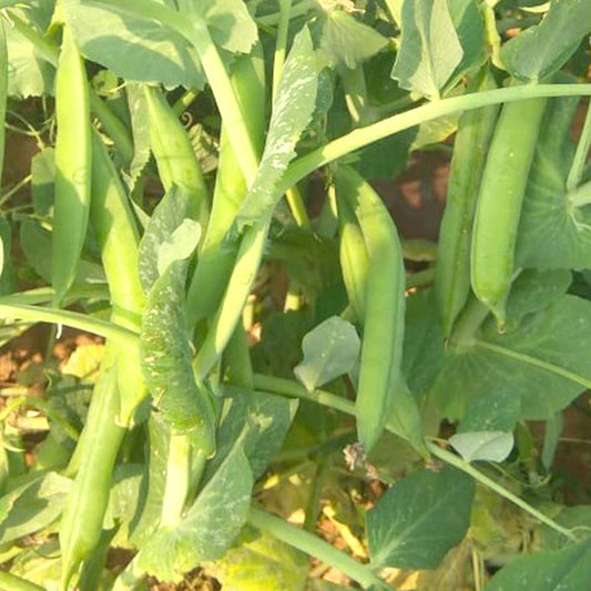 Peas Vegetable Seeds