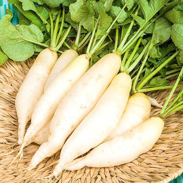 Radish Hybrid Vegetable Seeds