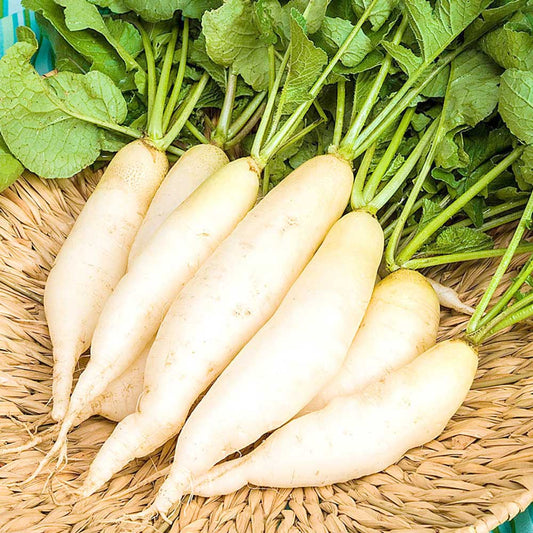 Radish Hybrid Vegetable Seeds