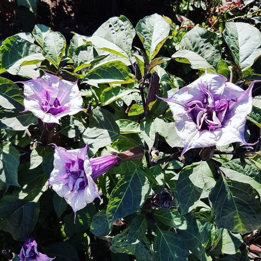 Kala Dhatura Herb Seeds