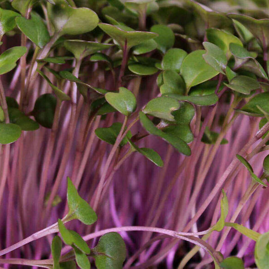 Purple Kohlrabi Microgreens Seeds