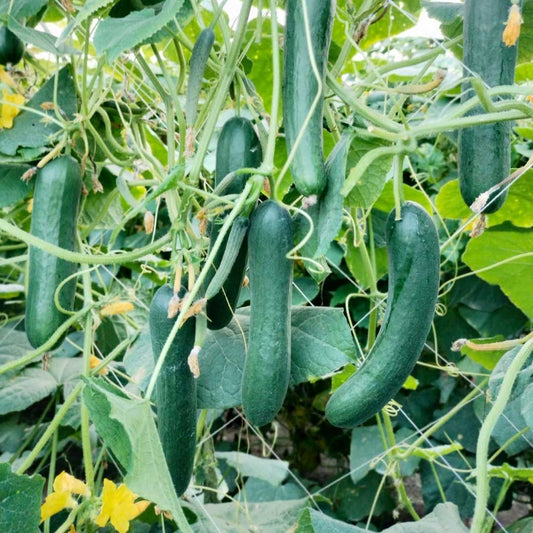 Cucumber F1 American Black Vegetable Seeds