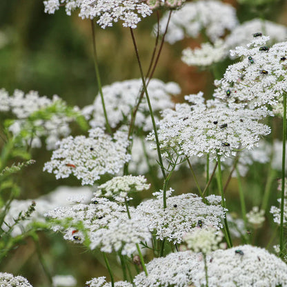 AMMI MAJUS Bishop's Weed Herb Seeds