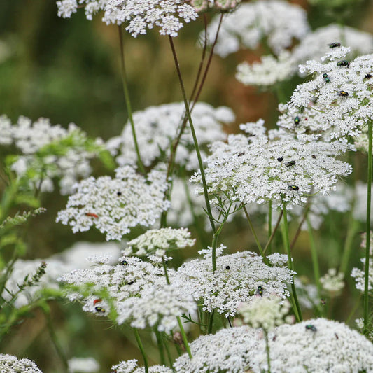 AMMI MAJUS Bishop's Weed Herb Seeds