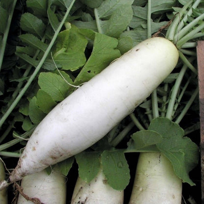 Radish Indian Mino Wase Green Microgreens Seeds