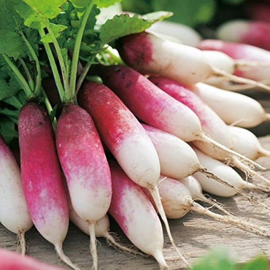 Radish Half Red Long Microgreens Seeds