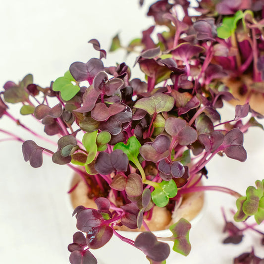 Sango Red Radish Microgreens Seeds