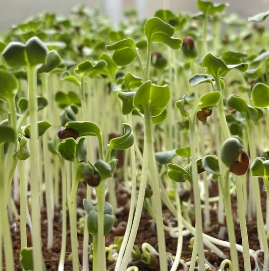 White Long Radish Microgreens Seeds