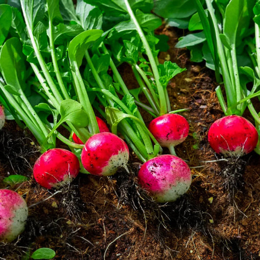 Radish Half Red Round Microgreens Seeds