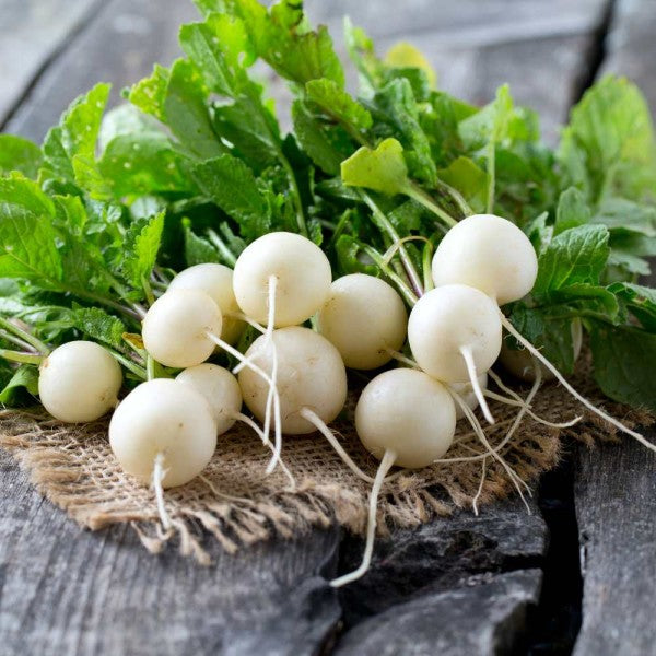 White Round Radish Microgreens Seeds
